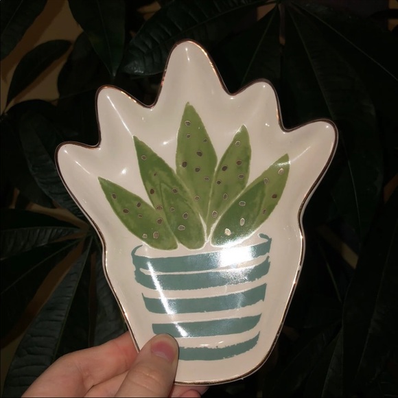 succulent plates - Picture 3 of 4